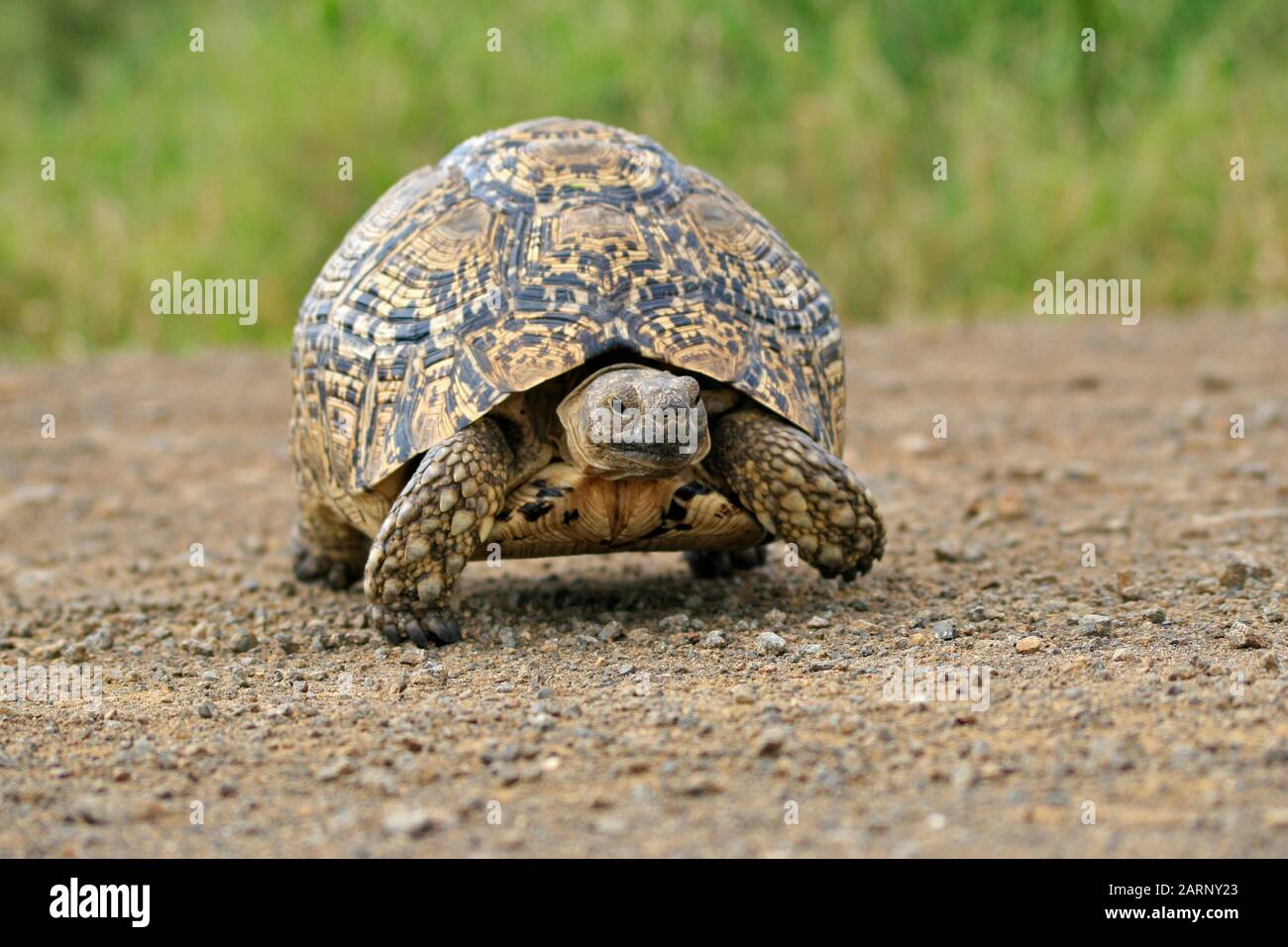 Tartaruga Leopardata, Hluhluwe Game Reserve Lodge, Hluhluwe Imfolozi Park, Umfolozi, Kwazulu Natal, Sudafrica. Foto Stock