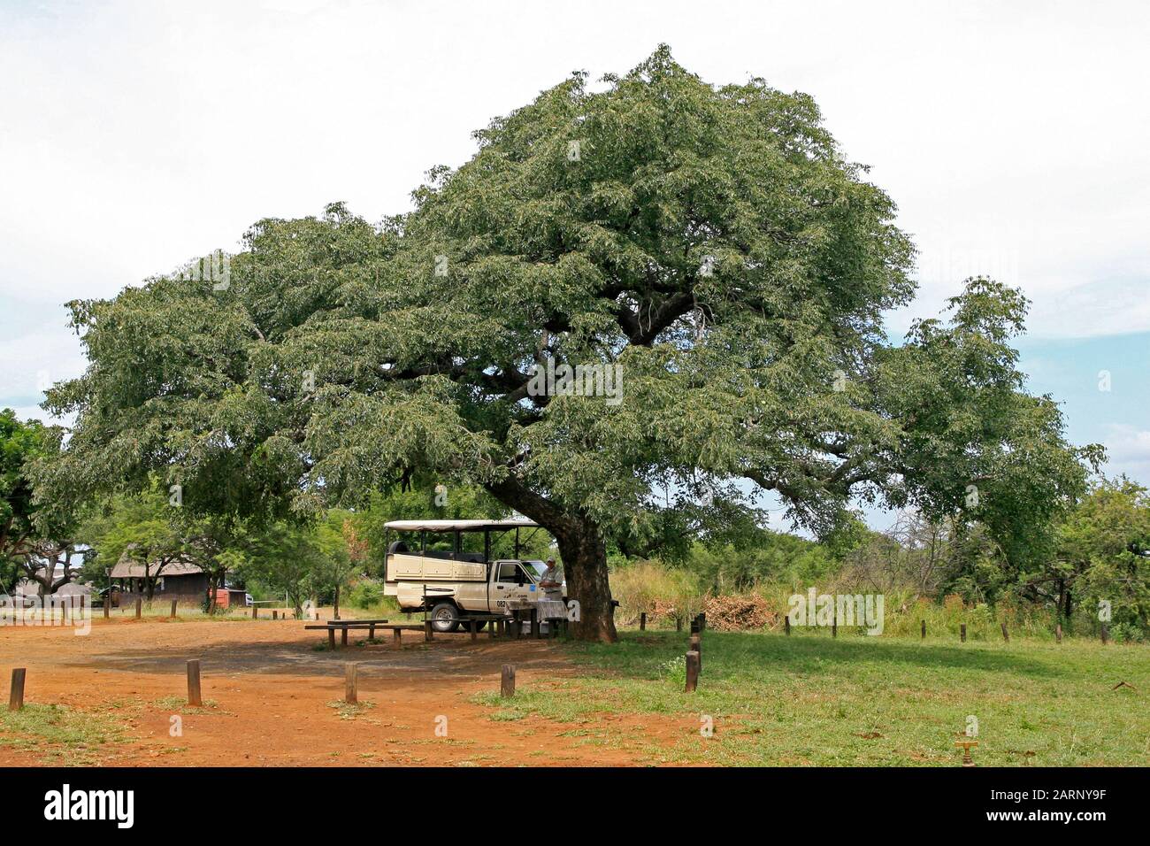 Intera lunghezza di albero di marula e camion safari sotto, Hluhluwe Game Reserve Lodge, Hluhluwe Imfolozi Park, Umfolozi, KwaZulu Natal, Sud Africa. Foto Stock