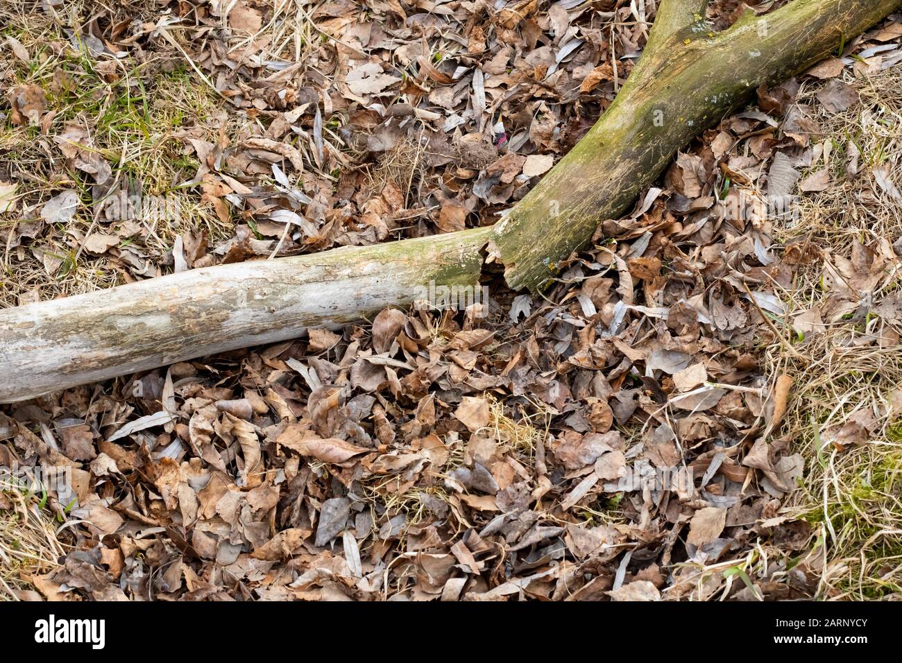 Rotto log sull'erba e foglie nella foresta Foto Stock