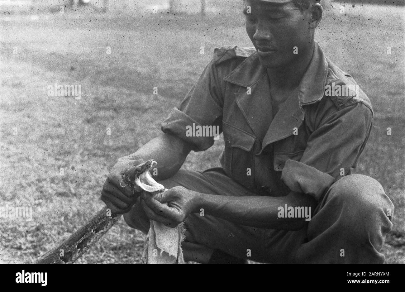 [Un soldato KNIL tiene la testa di un serpente] Annotazione: DJK Caption in Weapons 3rd yrg, nr. 45 febbraio 1949 ad un'altra foto Per otto Soemiga e venduto - Sì. Simon sembra catturare pericolosi serpenti un baccello. Si lasciano fotografare con questi campioni] Data: Gennaio 1949 luogo: Indonesia, Indie orientali olandesi Foto Stock