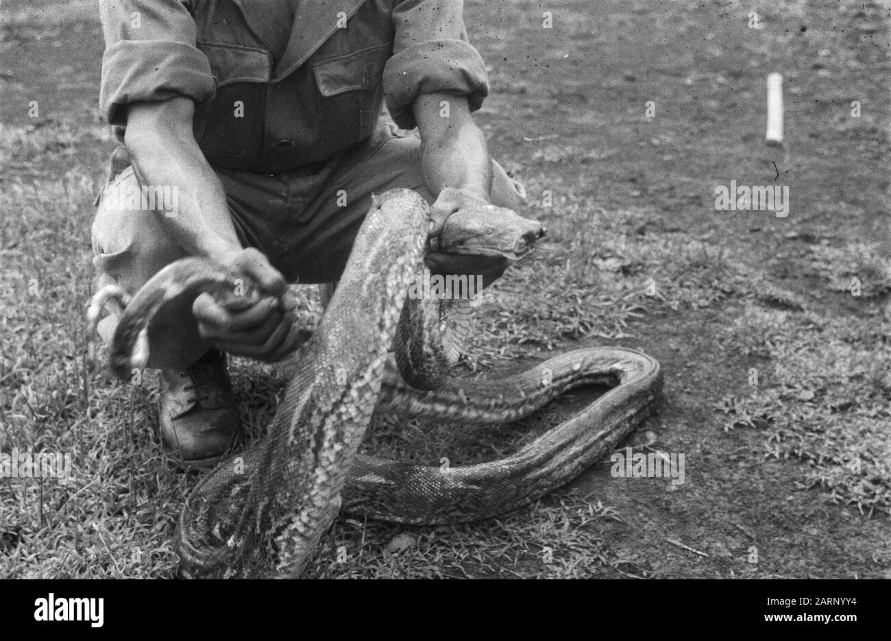 [Un soldato KNIL tiene la testa e la coda di un serpente] Annotazione: DJK Caption in Brothers 3rd yrg, nr. 45 febbraio 1949 ad altre foto Per otto Sumiga e venduto. Simon sembra catturare pericolosi serpenti un baccello. Si lasciano fotografare con questi campioni] Data: Gennaio 1949 luogo: Indonesia, Indie orientali olandesi Foto Stock