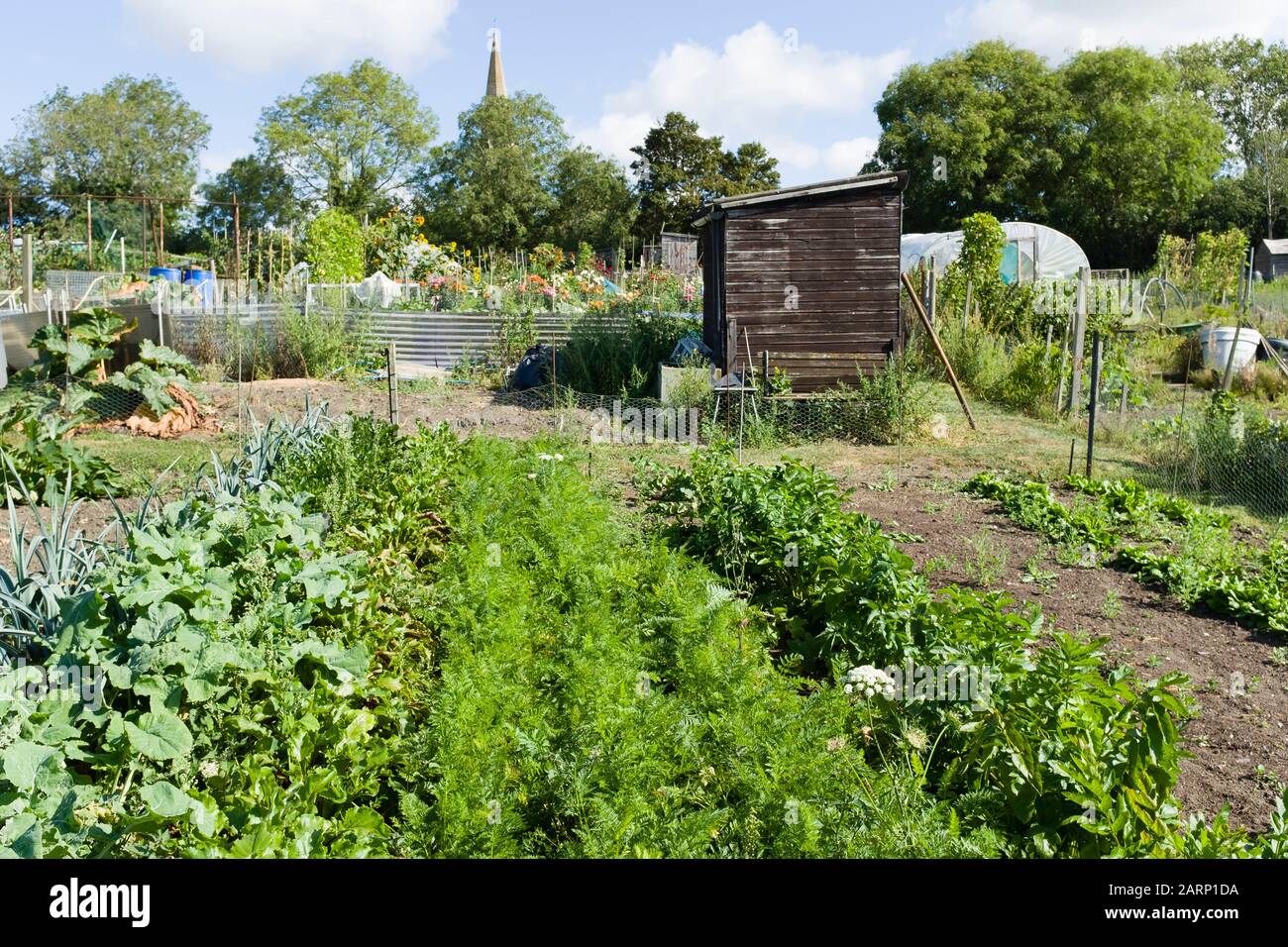 Ortaggi in coltivazione in allotment, giardini di comunità in Inghilterra, Regno Unito Foto Stock
