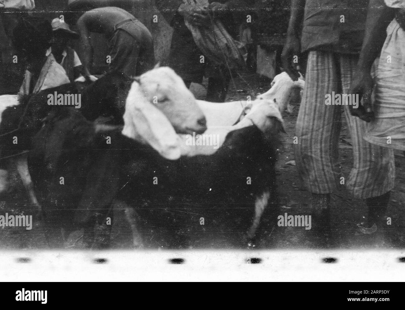 [Capre] Data: 1947/01/01 Luogo: Indonesia, Indie Orientali Olandesi Foto Stock