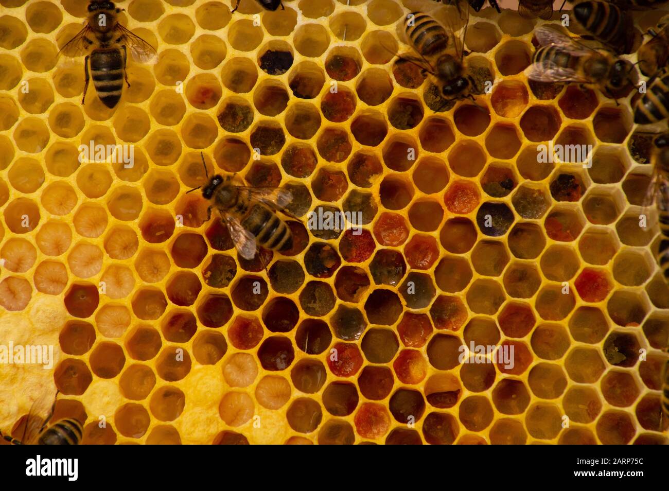 Honigwabe mit Blütenpollen und Bienen bei der Arbeit Foto Stock