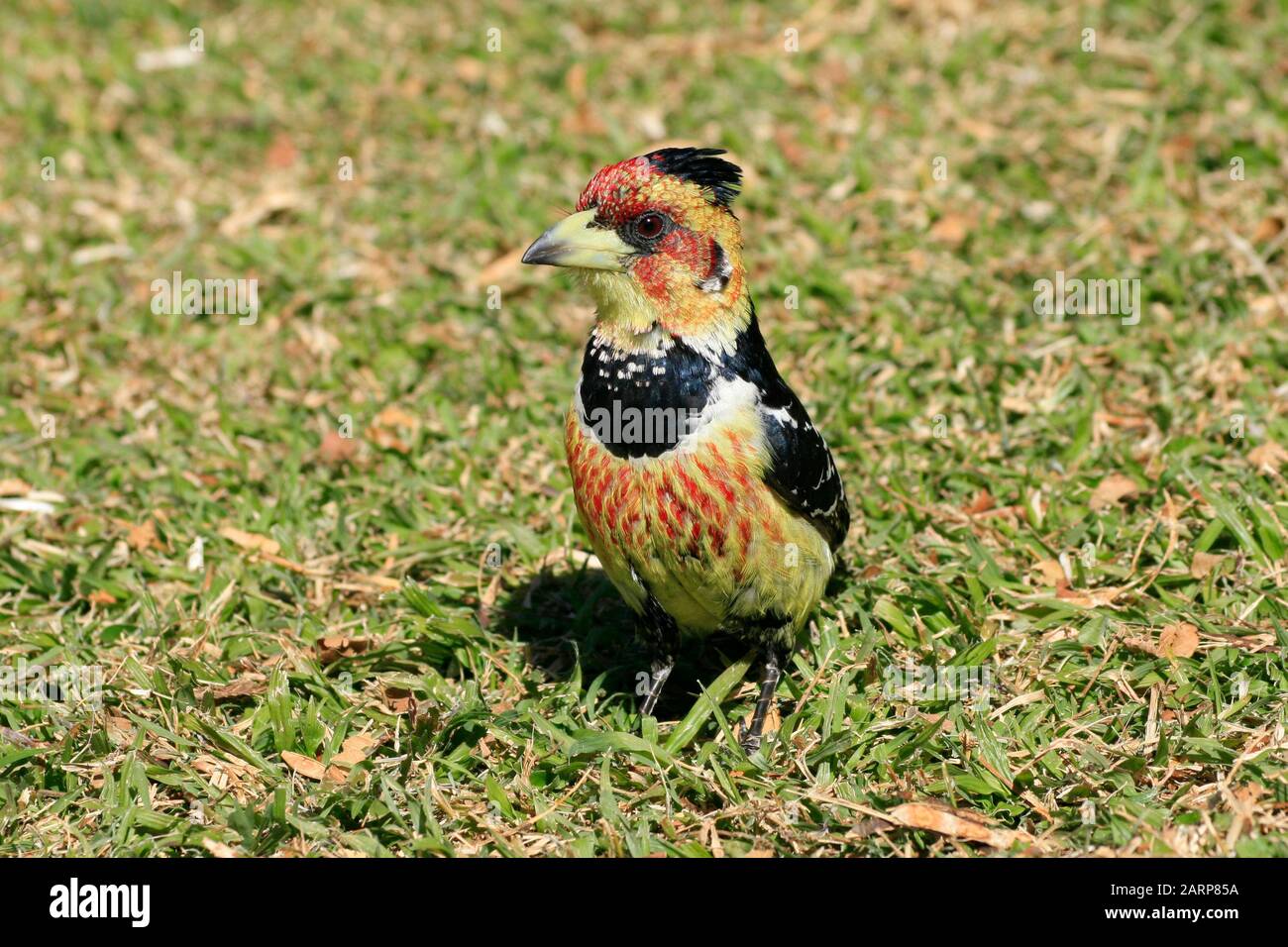 Crested barbet sul prato, Kruger National Park, Mpumalanga, Sudafrica. Foto Stock