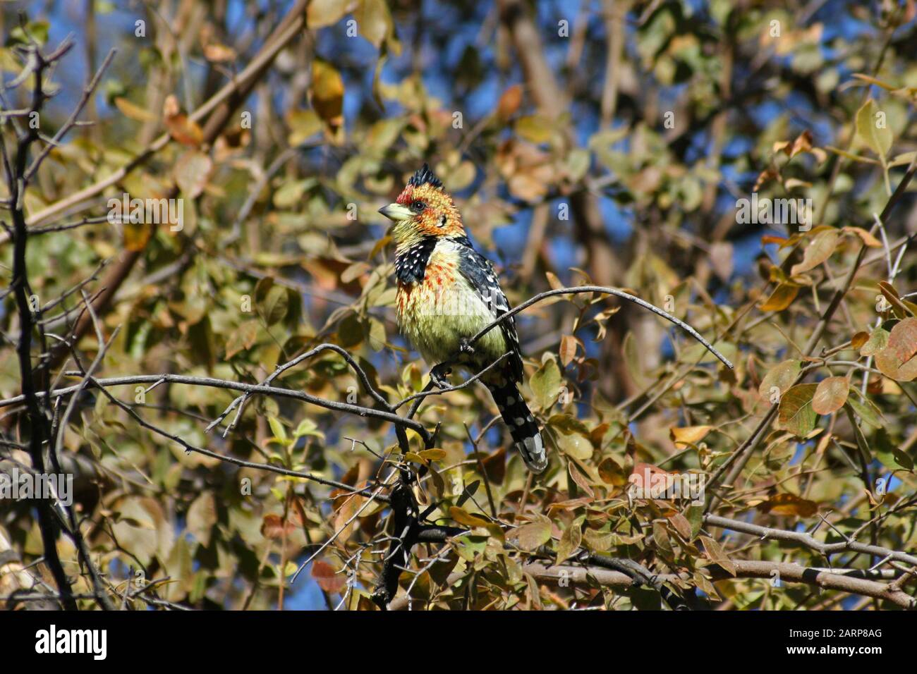 Crested barbet in albero, Kruger National Park, Mpumalanga, Sud Africa. Foto Stock