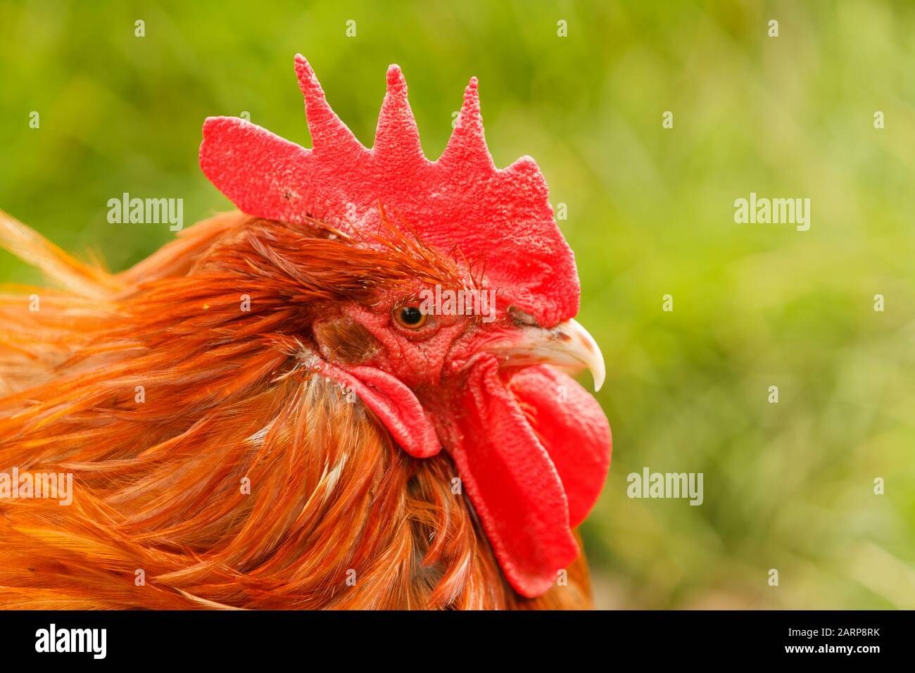 Ritratto di comune marrone Cockerall nome latino Gallus gallus addomesticus una razza popolare di pollo domestico Foto Stock