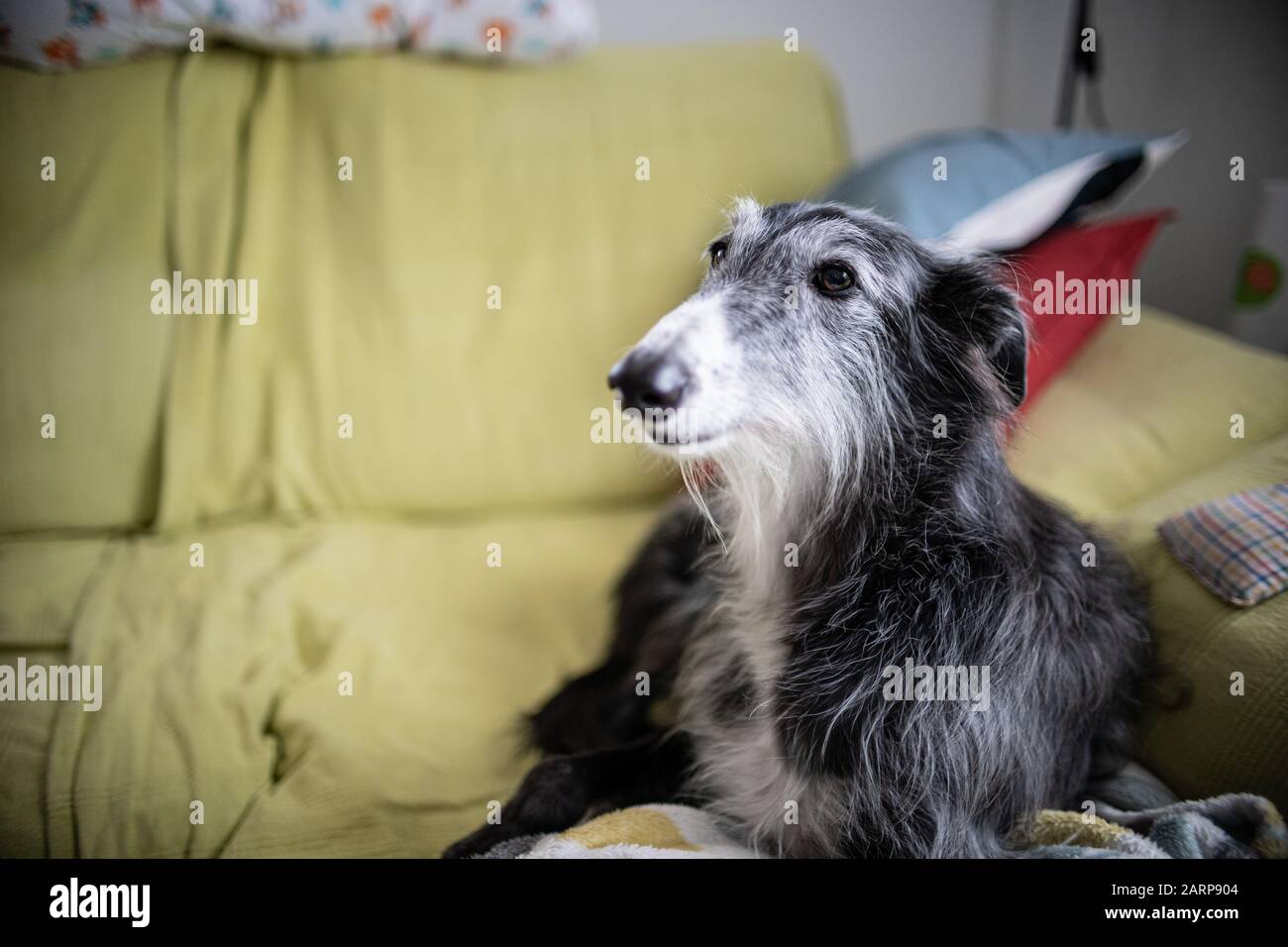 Levriero nero appoggiato su un divano Foto Stock