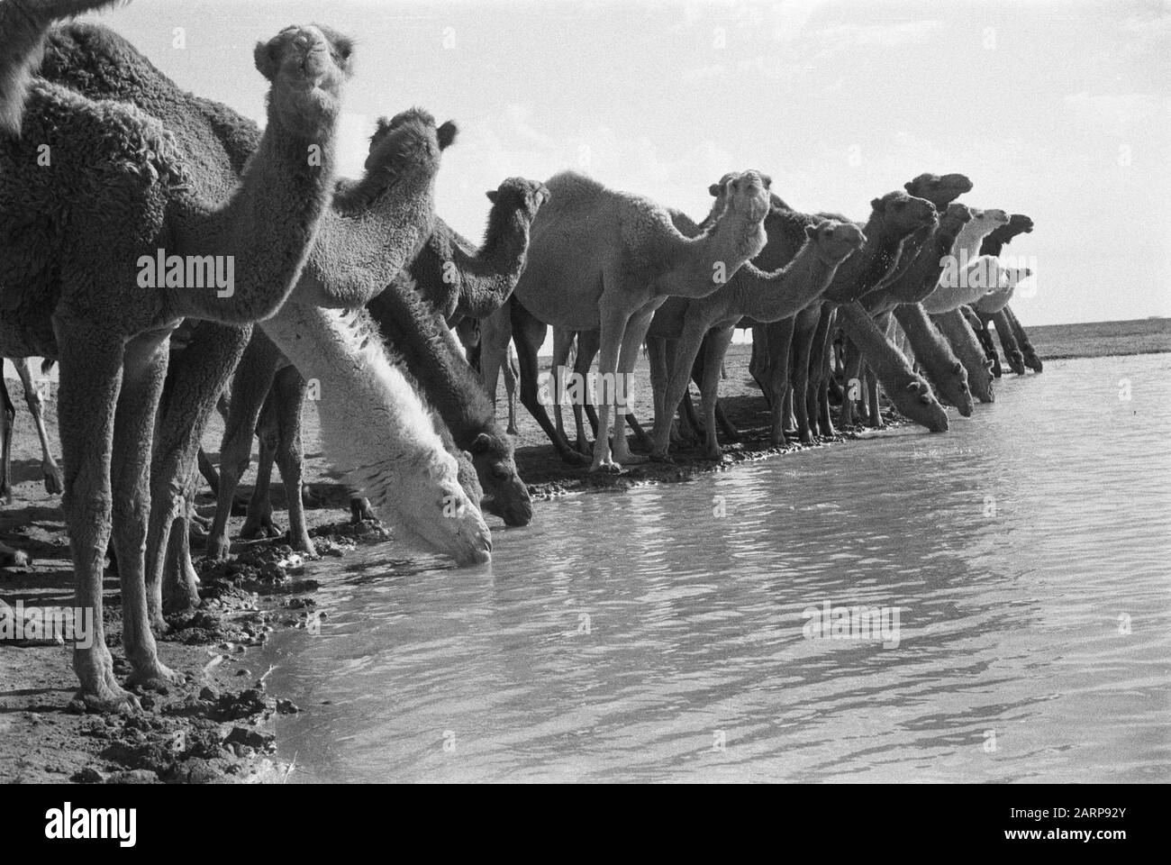 Luoghi d'acqua, acqua, animali, cammelli Data: Parole Chiave dense: Animali, luoghi da bere, acqua Nome Persona: Cammelli Foto Stock