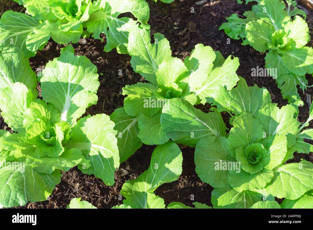 Giovane e sano cavolo biologico cinese cold crop crescente in casa giardino Foto Stock