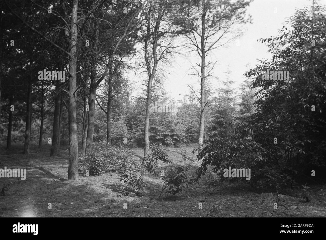 Foresta mista Data: Giugno 1948 luogo: Gelderland, Zelhem Parole Chiave: Foreste Foto Stock