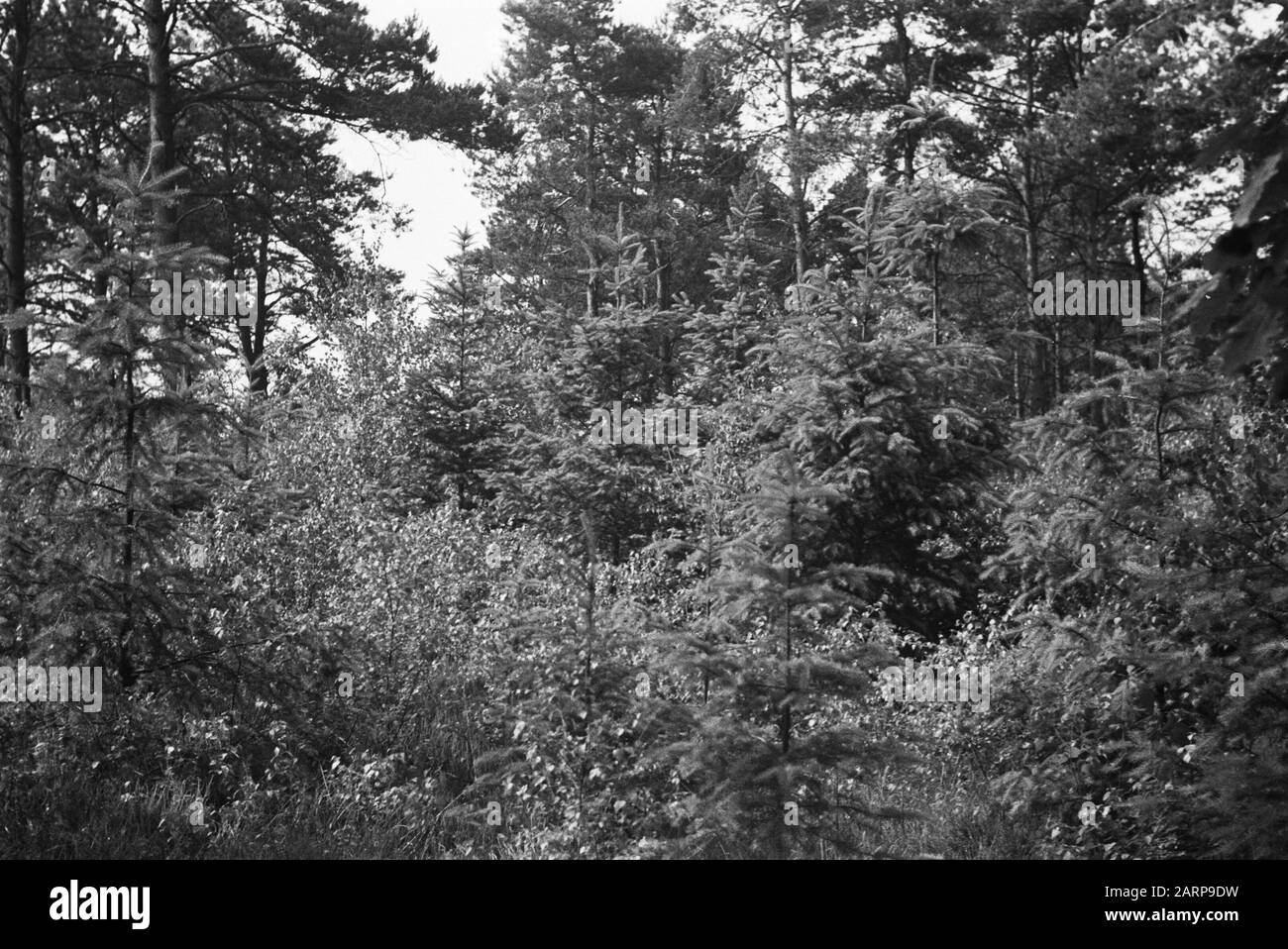 Foresta mista Data: Giugno 1948 luogo: Gelderland, Zelhem Parole Chiave: Foreste Foto Stock