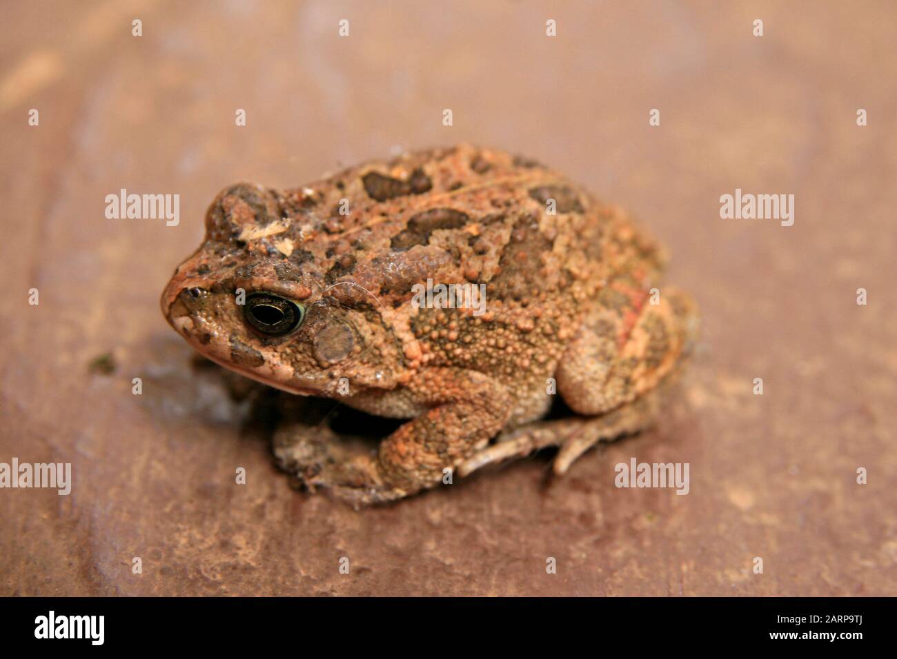 Primo piano di toad gutturale sulla roccia, (Bufo gutturalis), Moreleta Park, Pretoria/Tshwane, Gauteng, Sud Africa. Foto Stock