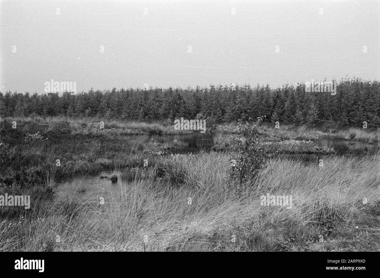 Risparmiato bellezza naturale, sellingerbeetse, Groningen Data: 1949 luogo: Groningen, Sellingen Parole Chiave: Risparmiato bellezza naturale Nome personale: Sellingerbeetse Foto Stock