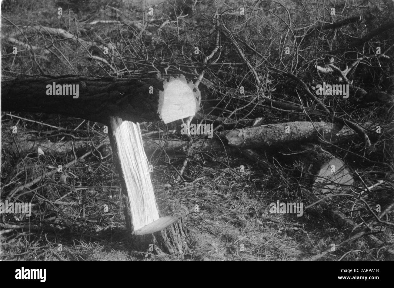 Tronco di pino strappato a causa di non recidere Data: 1949 Parole Chiave: Tronchi di albero, selvicoltura Foto Stock