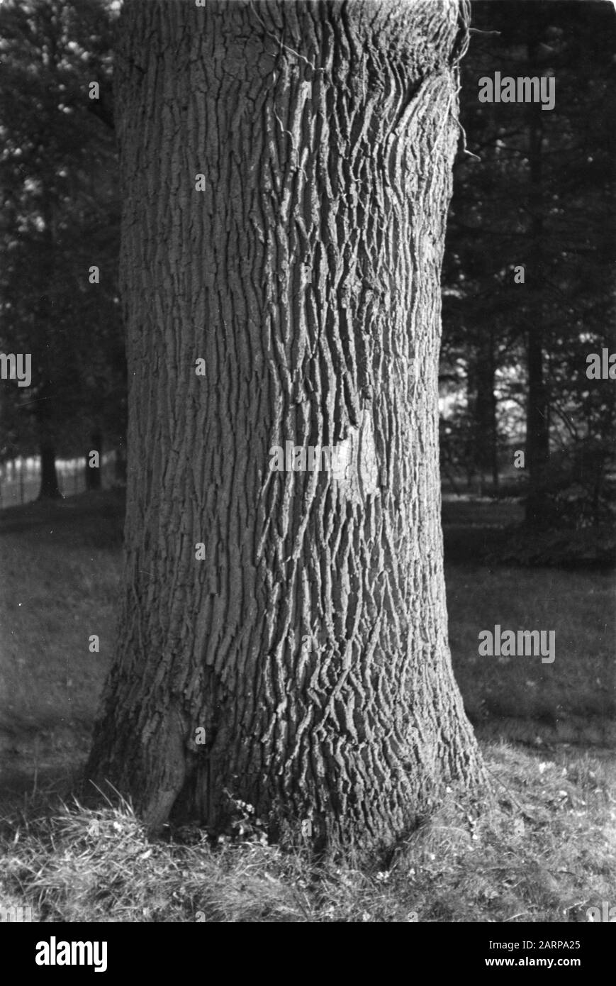 STEM van native Oak Data: Novembre 1949 luogo: Brummen Parole Chiave: Oak Nome Persona: De Rees Foto Stock