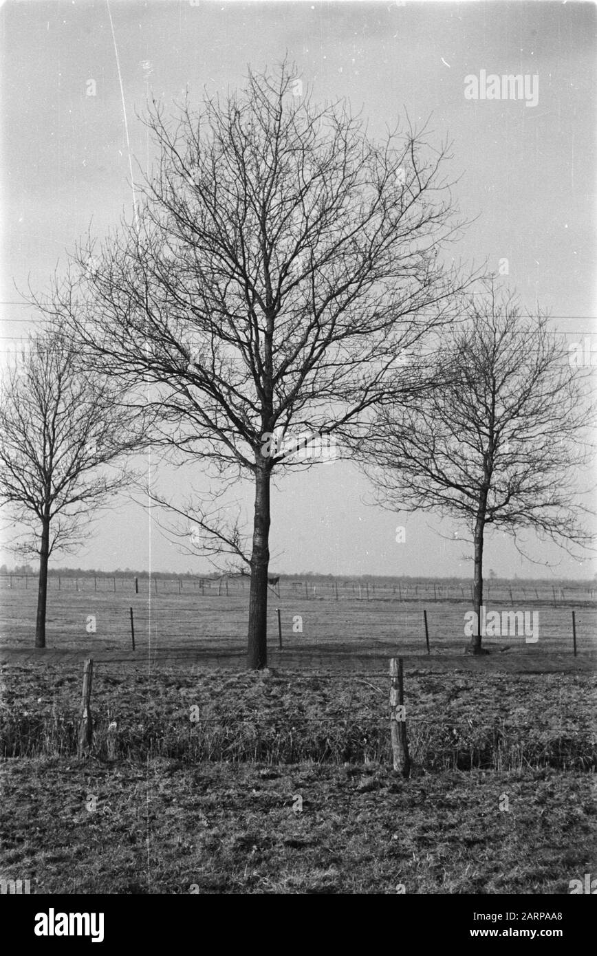 Potatura, quercia, rovere nativo Data: Parole Chiave non date: Quercia, potatura Nome personale: Rovere indigeno Foto Stock