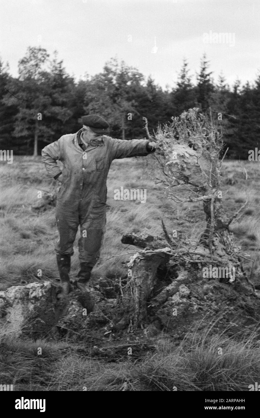 [Veluw Hul di Garderen?] raccolta di stub. La penroot non è ancora rotten Annotazione: Vecchia parola chiave Boerskotte. Ma Boerskotten si trova a Oldenzaal Data: Undenated Location: Boerskotten, Wells Keywords: Lavoratori, stobbs, terreni, deserto Foto Stock