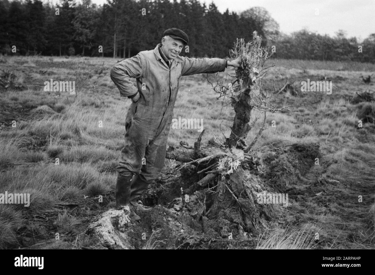 [Veluw Hul di Garderen?] raccolta di stub. La penroot non è ancora rotten Annotazione: Vecchia parola chiave Boerskotte. Ma Boerskotten si trova a Oldenzaal Data: Unundated posizione: Fonti Parole Chiave: Lavoratori, stobbs, terreni, deserto Foto Stock