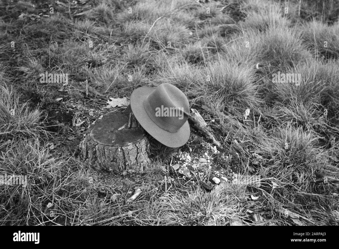 [Veluw Hul di Garderen?] raccolta di stub. Una stobbe con un diametro di circa 30 cm Annotazione: Vecchia parola chiave Boerskotte. Ma Boerskotten si trova a Oldenzaal Data: Unundated posizione: Fonti Parole Chiave: Cappelli, stobbs, terreni, deserto Foto Stock