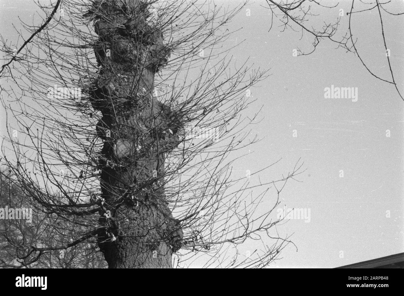 Quercia a pennacchi Annotazione: Location: Bronbeeklaan. Date: Unundated Location: Arnhem Keywords: Oak, poting Nome personale: Indeno Oak Foto Stock