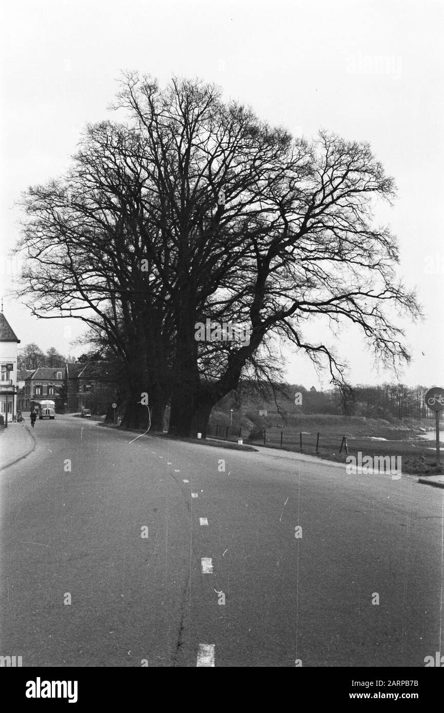 Oak, ambtsjonkereiken Data: Unundated luogo: De Steeg Parole Chiave: Eiken Nome utente: Ambtsjonkereiken Foto Stock