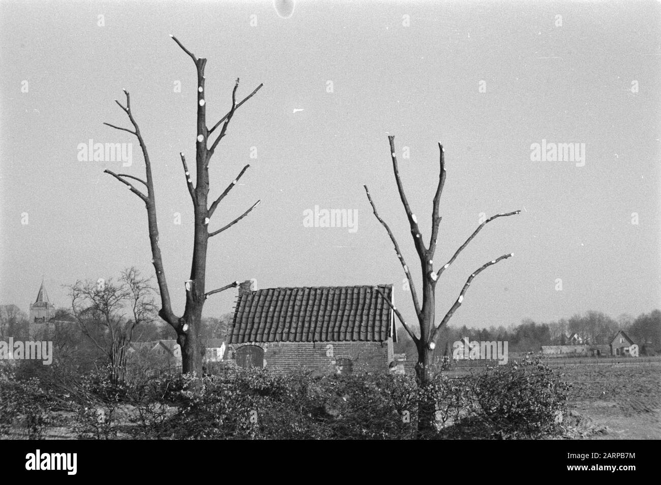 Vernielde linden Data: Undata: Luogo: Beekbergen Parole Chiave: Poting Nome personale: Linden Foto Stock