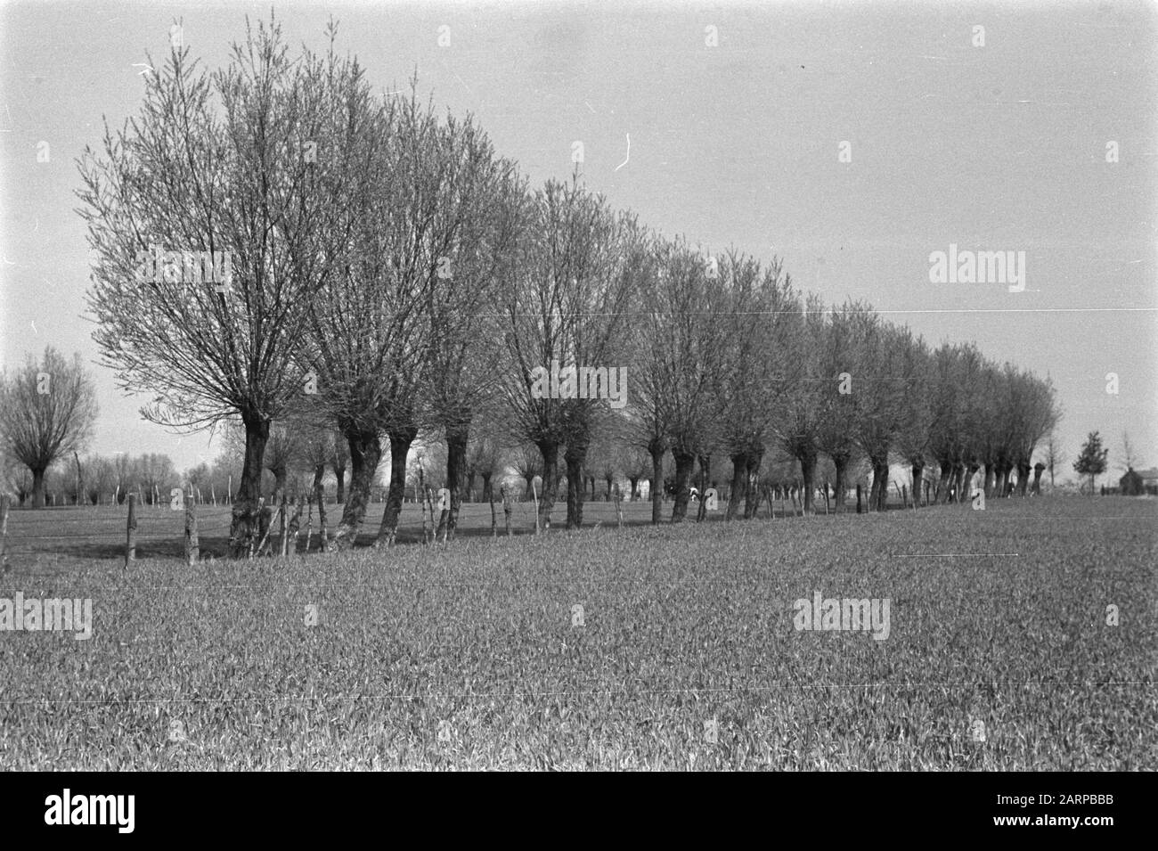 Wegplantingen, rovere, rovere nativo Data: Unundated luogo: Limburg Parole Chiave: Oak, wegplantingen Nome personale: Native Oak Foto Stock