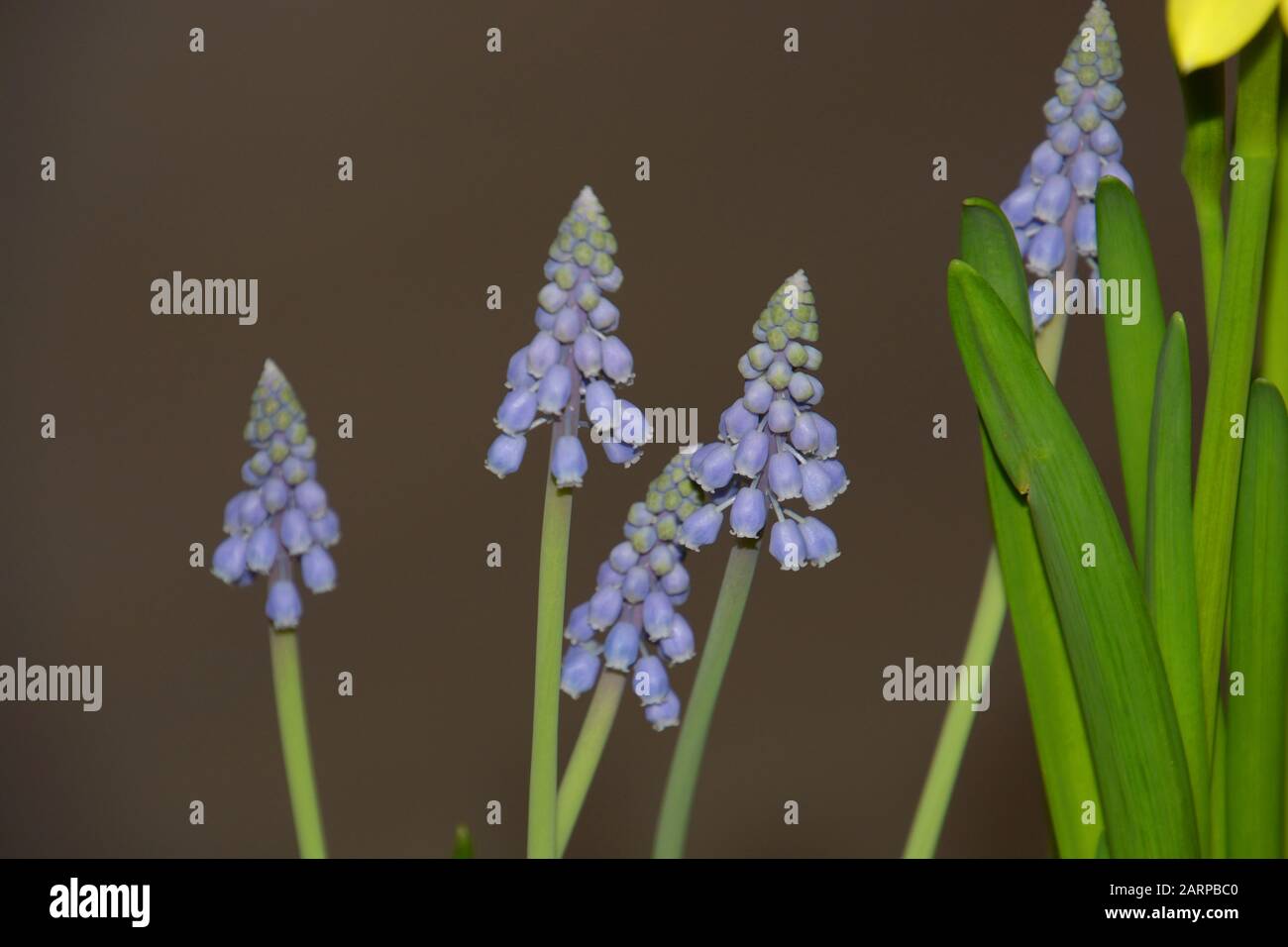 bluebells primavera fiore primo close-up vista, muscari o bluebells prima primavera saluti Foto Stock