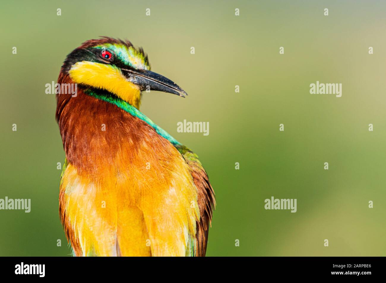 l'uccello di colore selvaggio torce la sua testa Foto Stock