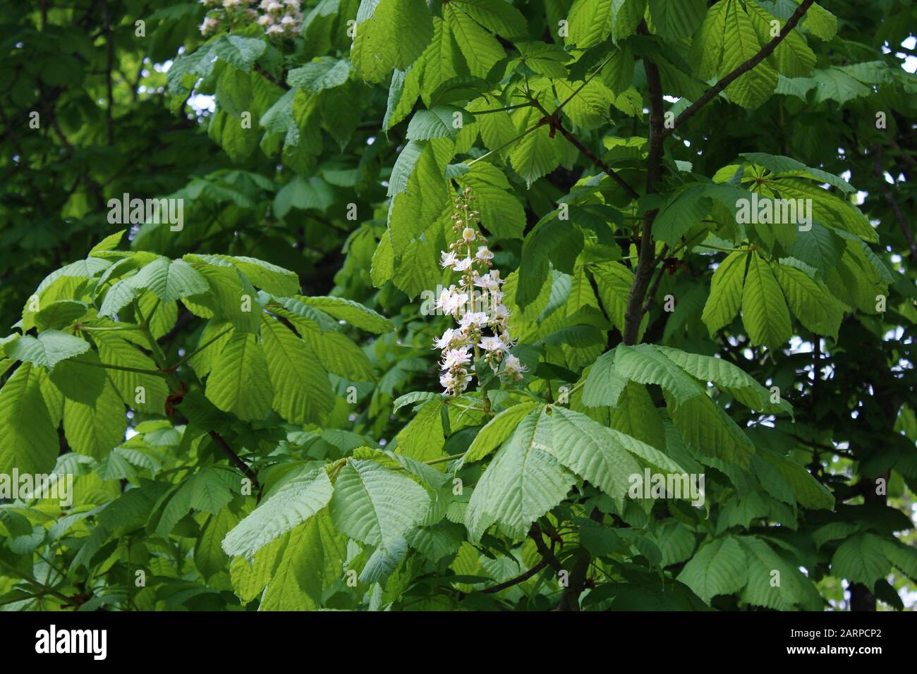 La foto mostra un cavallo castagneto fiori nella foresta Foto Stock