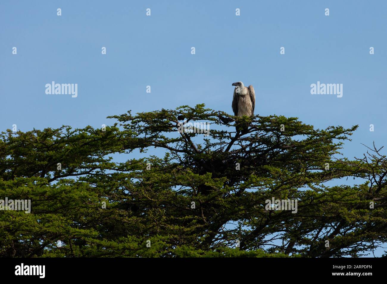 un avvoltoio seduto sulla cima di un albero Foto Stock
