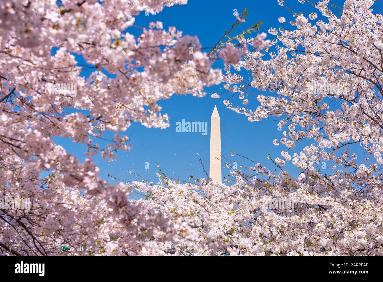 Washington DC, USA con il Washington Monument circondato da ciliegi in fiore nella stagione primaverile. Foto Stock