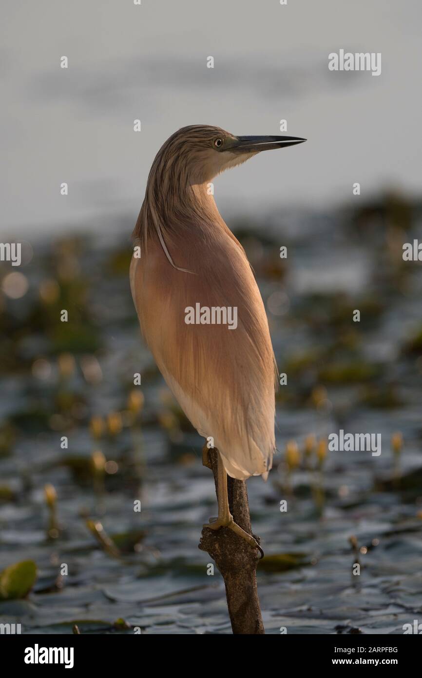 Squacco heron (Ardeola ralloides), caccia in laguna circondata da un cuore giallo galleggiante (Nymphoides peltata), Parco Nazionale Hortobágy, Ungheria Foto Stock