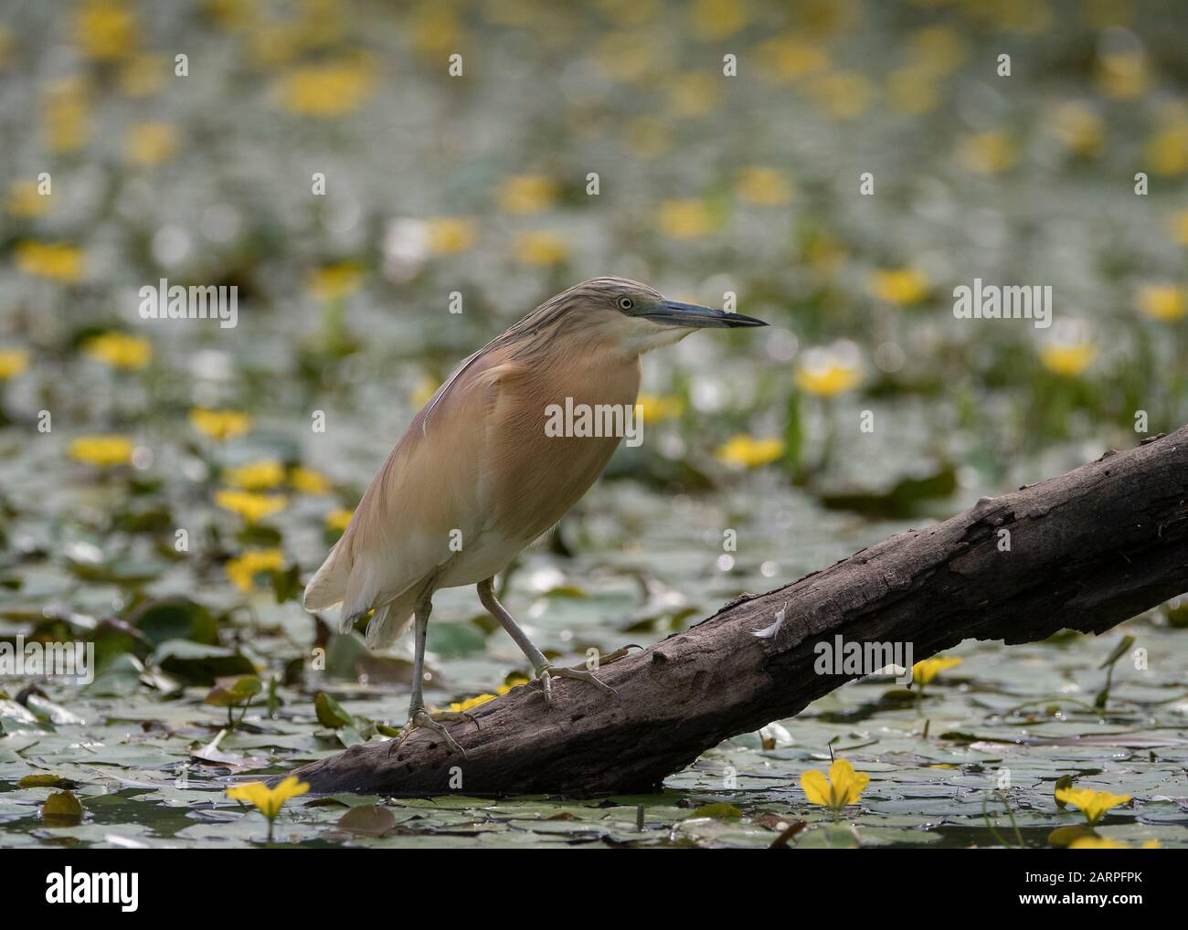 Squacco heron (Ardeola ralloides), caccia in laguna circondata da un cuore giallo galleggiante (Nymphoides peltata), Parco Nazionale Hortobágy, Ungheria Foto Stock