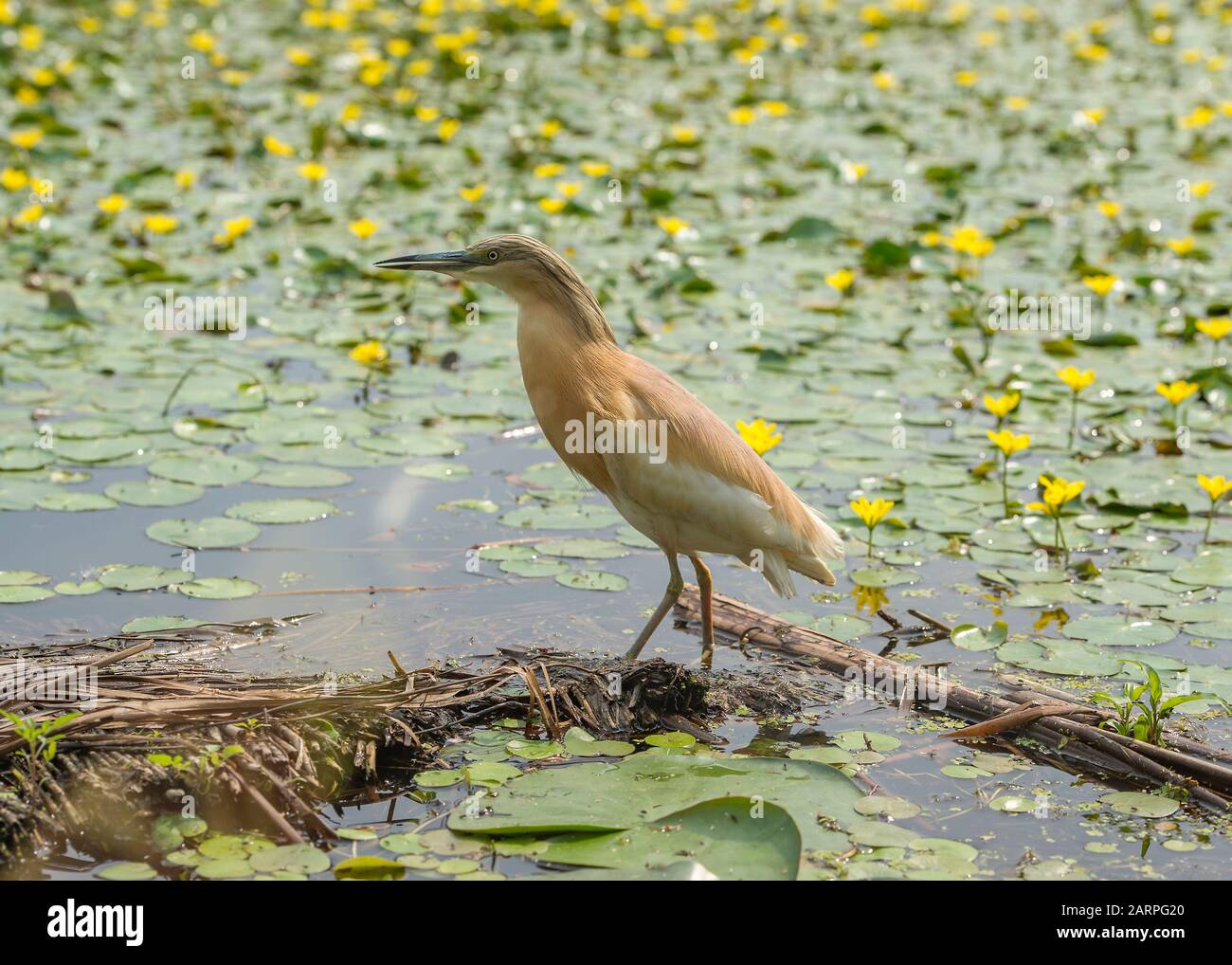 Squacco heron (Ardeola ralloides), caccia in laguna circondata da un cuore giallo galleggiante (Nymphoides peltata), Parco Nazionale Hortobágy, Ungheria Foto Stock