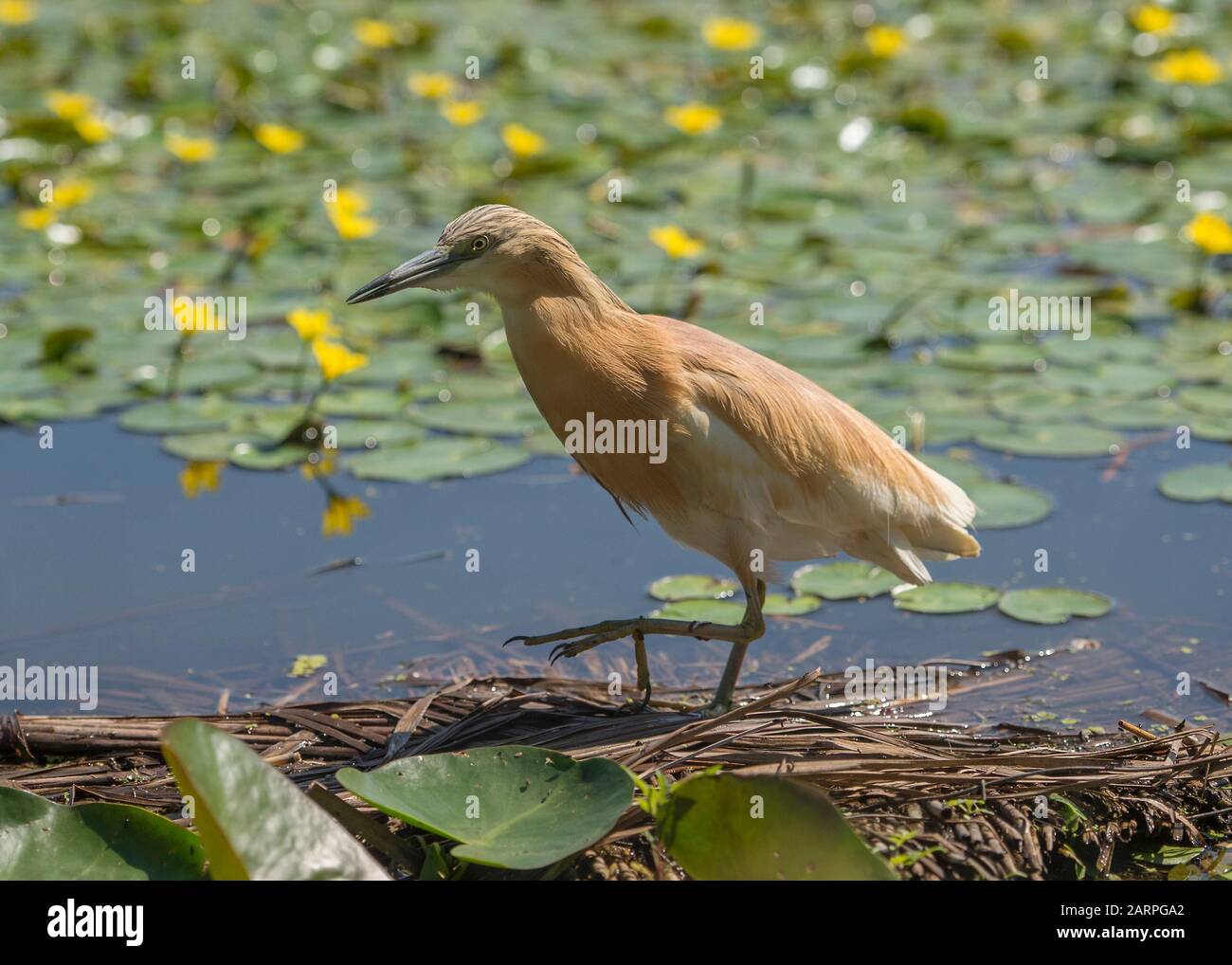 Squacco heron (Ardeola ralloides), caccia in laguna circondata da un cuore giallo galleggiante (Nymphoides peltata), Parco Nazionale Hortobágy, Ungheria Foto Stock