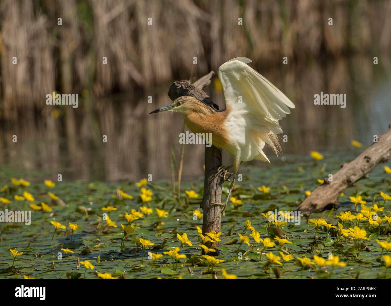 Squacco heron (Ardeola ralloides), caccia in laguna circondata da un cuore giallo galleggiante (Nymphoides peltata), Parco Nazionale Hortobágy, Ungheria Foto Stock