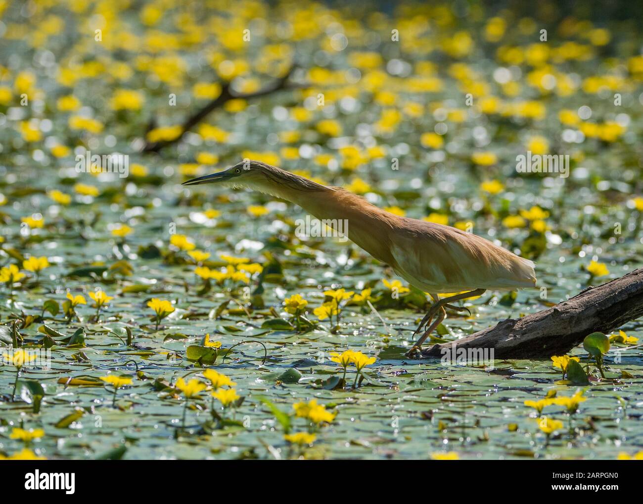 Squacco heron (Ardeola ralloides), caccia in laguna circondata da un cuore giallo galleggiante (Nymphoides peltata), Parco Nazionale Hortobágy, Ungheria Foto Stock