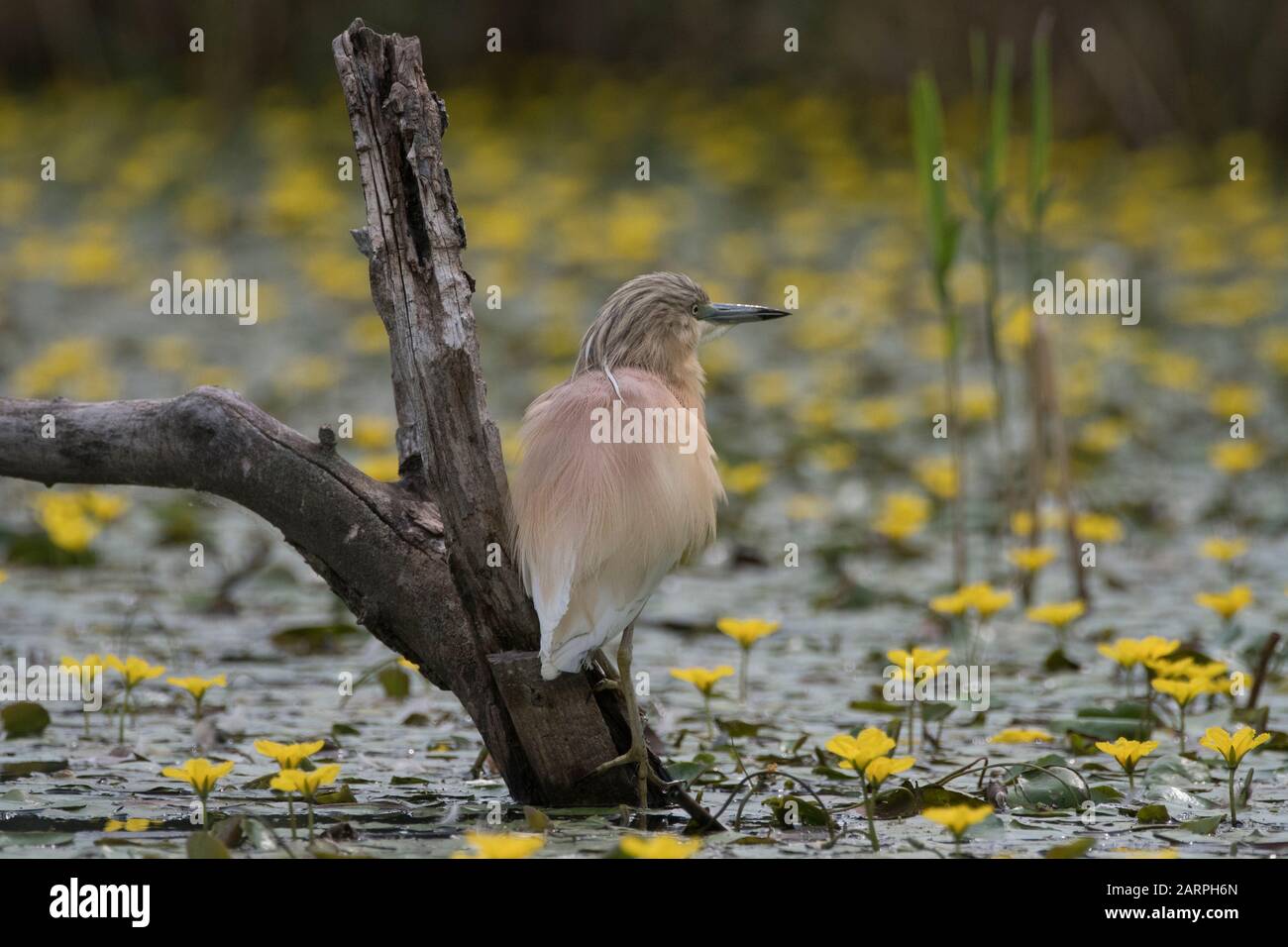 Squacco heron (Ardeola ralloides), caccia in laguna circondata da un cuore giallo galleggiante (Nymphoides peltata), Parco Nazionale Hortobágy, Ungheria Foto Stock