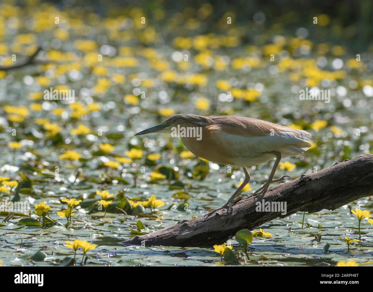 Squacco heron (Ardeola ralloides), caccia in laguna circondata da un cuore giallo galleggiante (Nymphoides peltata), Parco Nazionale Hortobágy, Ungheria Foto Stock