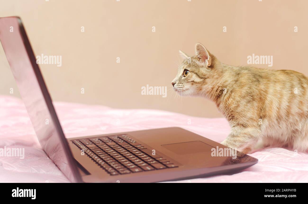 Piccolo gatto grigio si siede su un laptop e lo guarda. Cercare informazioni. Tecnologie moderne. PET, animale Foto Stock