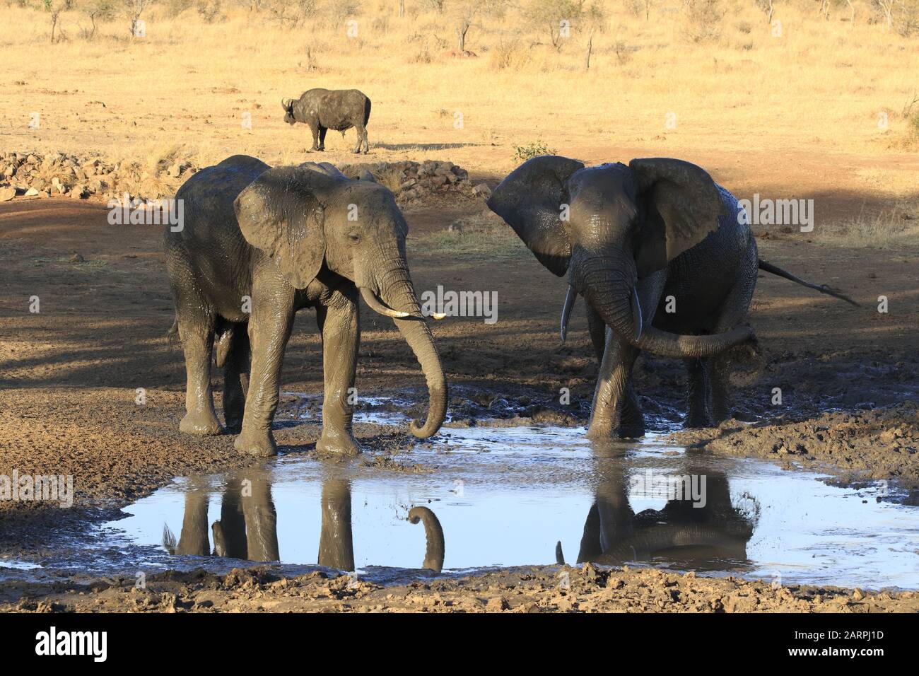 Bagno di fango di Elefante nel parco nazionale Kruger Foto Stock