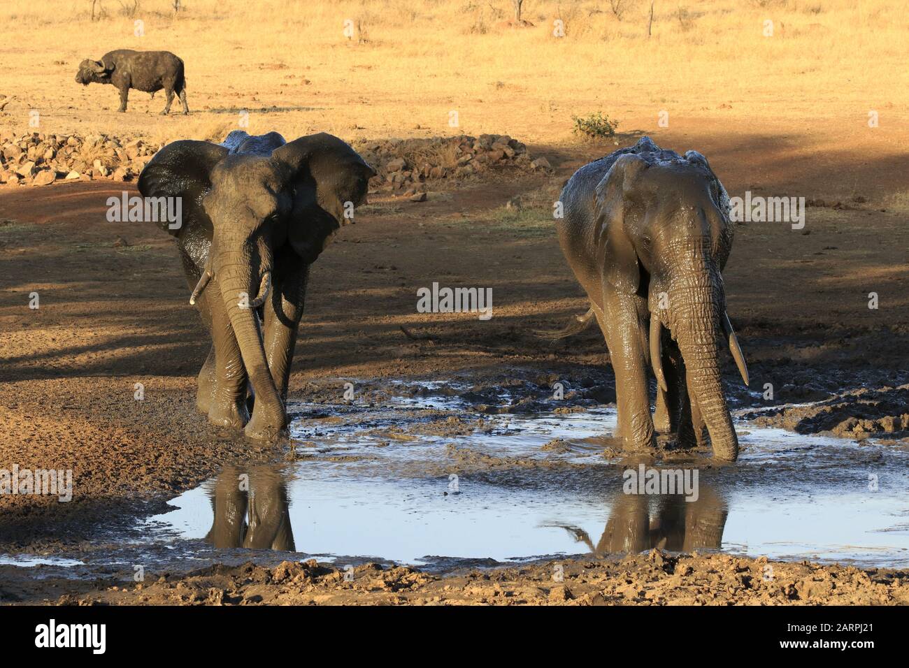 Bagno di fango di Elefante nel parco nazionale Kruger Foto Stock