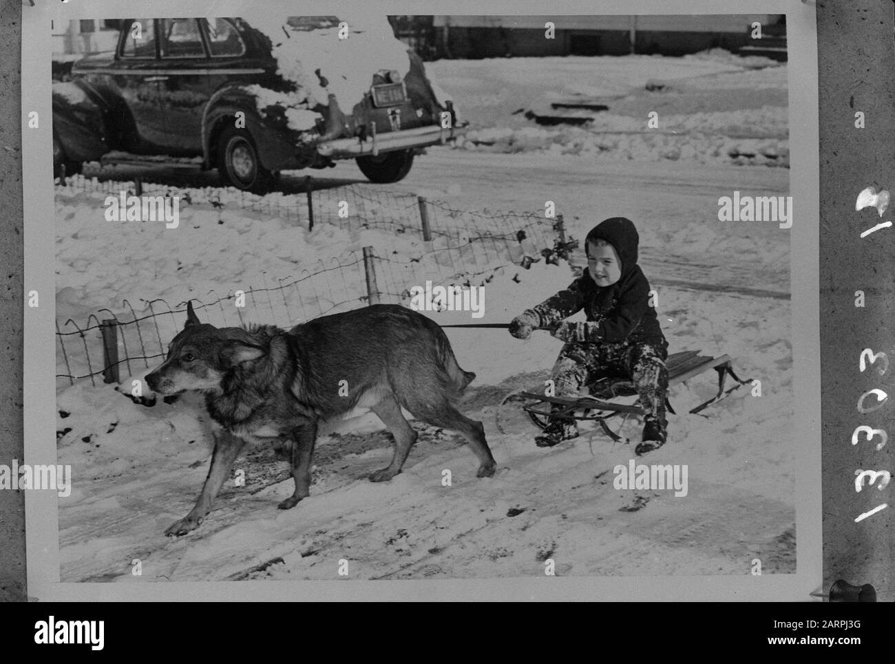 Cane slitta a New York Data: 3 gennaio 1946 luogo: New York Parole Chiave: Cane slitta, bambini Foto Stock
