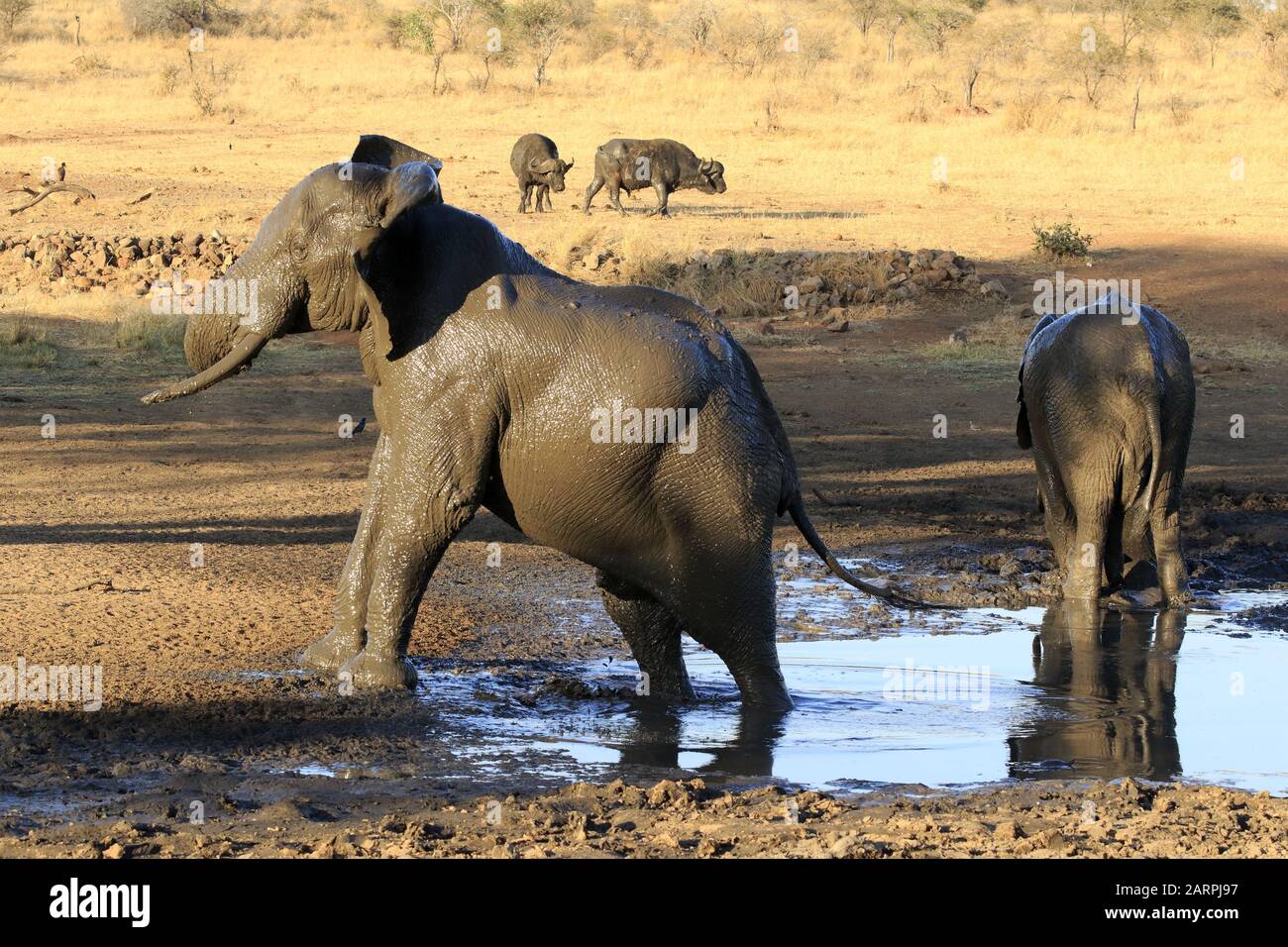 Bagno di fango di Elefante nel parco nazionale Kruger Foto Stock