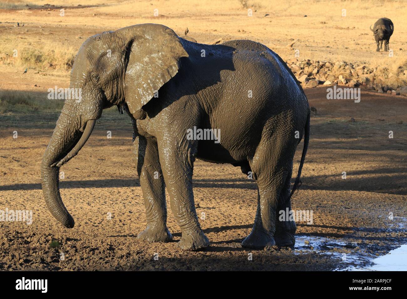 Bagno di fango di Elefante nel parco nazionale Kruger Foto Stock