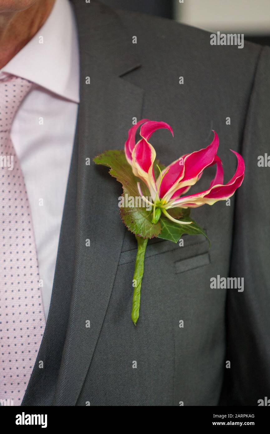 Variopinto orchidea rosa come boutonniere In Abito Dark Groom Foto Stock