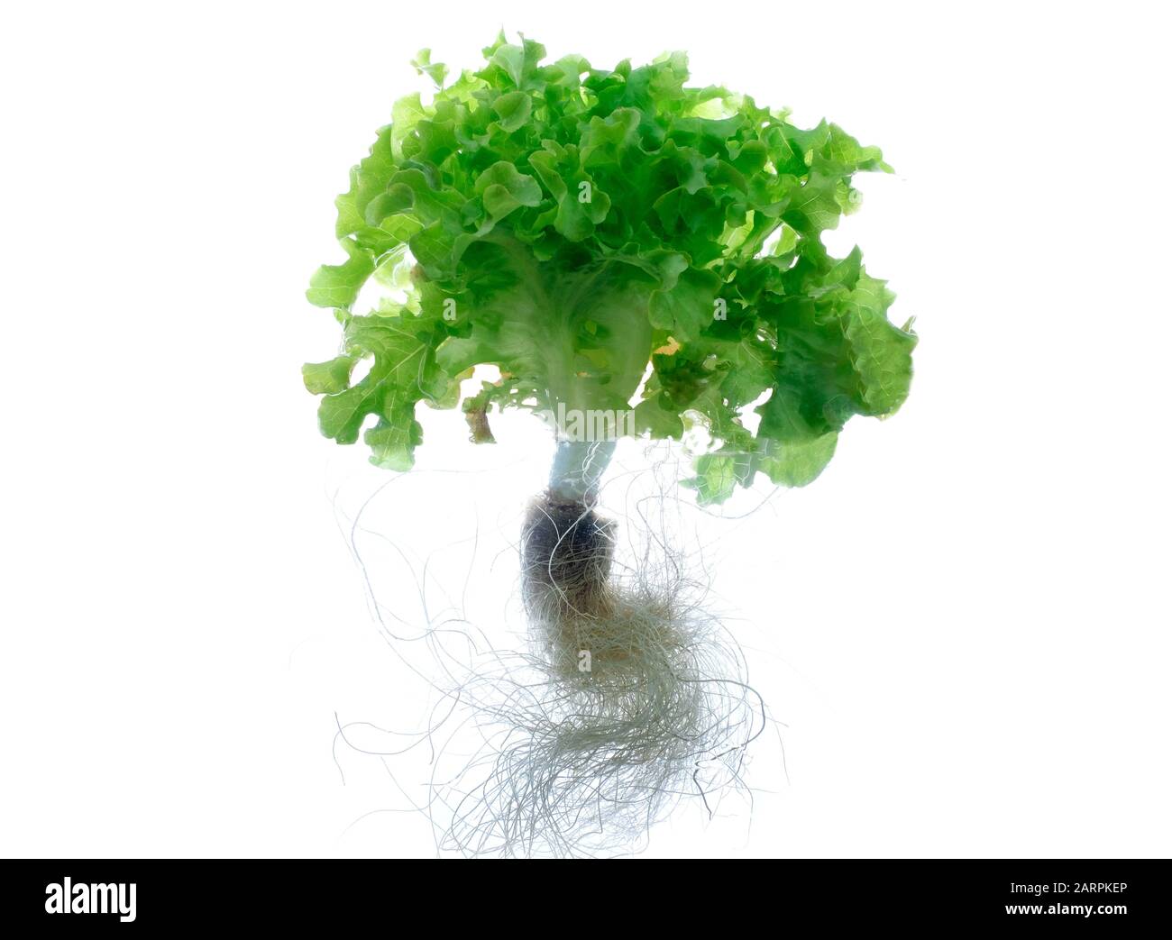 Primo piano lattuga di quercia verde con radice isolata su sfondo bianco, hydroponic vegetale Foto Stock