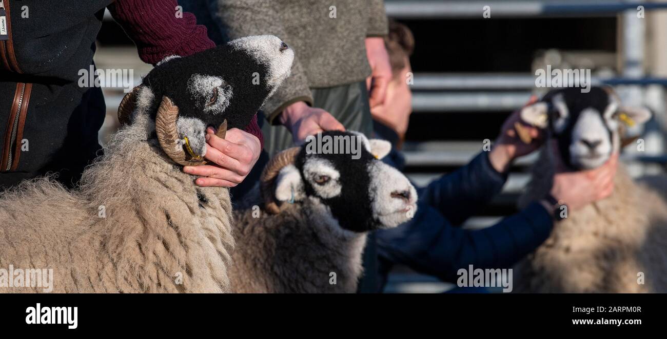 Mostra le pecore delle swaledale in una vendita nel North Yorkshire, Regno Unito. Foto Stock